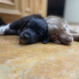 Australian Shepherd and Miniature Australian Shepherd Puppies from Integrity Aussies Tx