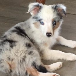 Miniature Australian Shepherd and Toy Australian Shepherd Puppies from Gamel’s Ausome Aussies