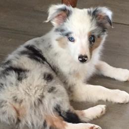 Miniature Australian Shepherd and Toy Australian Shepherd Puppies from Gamel’s Ausome Aussies