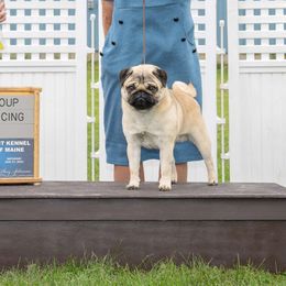 Oliver - Pug