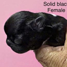 Black with Bow - Black female French Bulldog puppy in Clifton, Texas from Blue Ribbon French Bulldogs