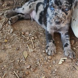 Catahoula Leopard Dogs from Kassie's Catahoulas