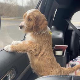 Miss Yellow - Apricot female Goldendoodle puppy in Monticello, Indiana from Faithfully Yours Doodles