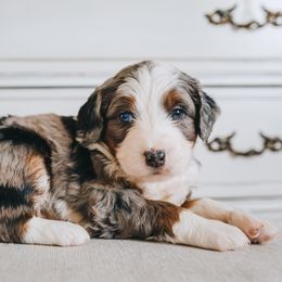 Bernedoodle Puppies from Barnyard 2 Backyard