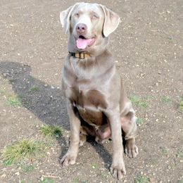 Dilute Retriever All Grown Up from DLime Ranch Silver Labs