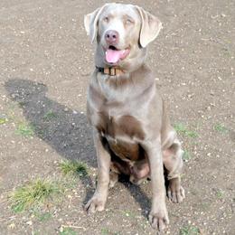 Dilute Retriever All Grown Up from DLime Ranch Silver Labs