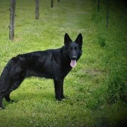 Laney - German Shepherd