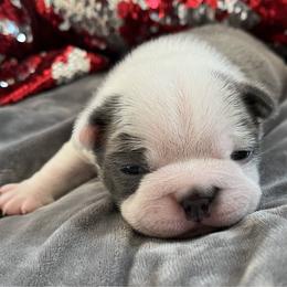 Fraser - Blue male Boston Terrier puppy in Red Bluff, California from Sugar Baby Bostons