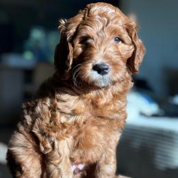 Lennox - Red  male Goldendoodle puppy in Yuciapa, California from AlltheDoodlez_