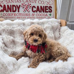 Boy 5 - Apricot male Goldendoodle puppy in North Royalton, Ohio from Johnson's Doodles