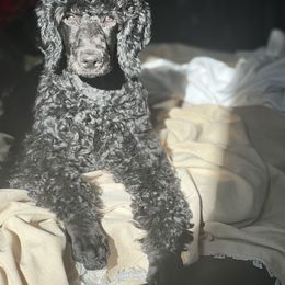 Miniature Schnauzer and Poodle All Grown Up from Bewitching Kennels