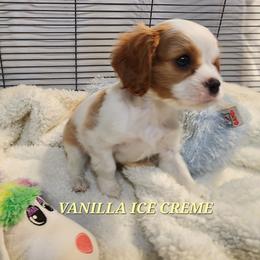 AKC VANILLA ICE CREME - Blenheim female Cavalier King Charles Spaniel puppy in Joplin, Missouri, Missouri from HOL-A-DA CAVALIERS