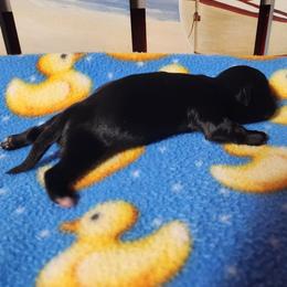 Tippy - Black and white female Shichon puppy in Imperial, Missouri from Shichon Teddybear  puppies of Miss