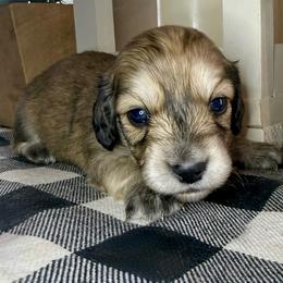 Yellow collar male - Cream male Dachshund puppy in Wylie, Texas from Karas Royal Dachshunds