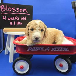 Blossom - Apricot female Goldendoodle puppy in Summerville, South Carolina from Channys Doodles