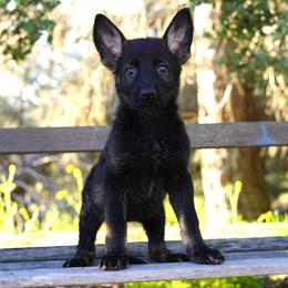 Mila - Sable female German Shepherd puppy in Coarsegold, California from Yosemite Shepherds