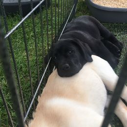 Labrador Retriever Puppies from Hunters Dream Labradors