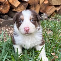Alejandro - White and red male Border Collie puppy in Mckinney, Texas from Border Collies of Ruidoso