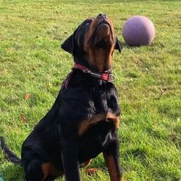 Rottweilers from The C & G Rottweiler Family