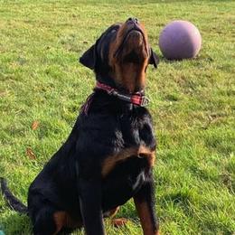Rottweilers from The C & G Rottweiler Family