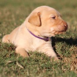2nd pick - Yellow female Labrador Retriever puppy in Four Oaks, North Carolina from TLC Retrievers