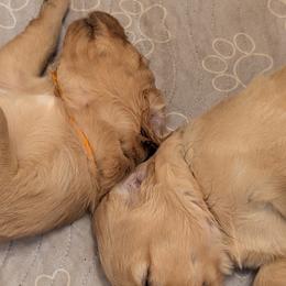 MALE - your puppy will be temperament matched to you - Dark golden male Golden Retriever puppy in Yuba City, California from Family Loved Golden Retrievers