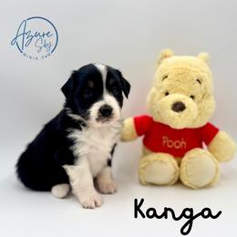 Kanga - Black tri female Miniature American Shepherd puppy in Tremonton, Utah from Azure Sky Minis