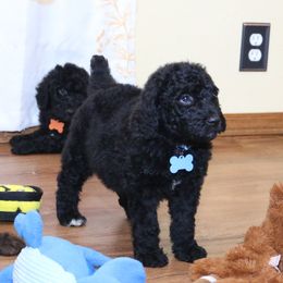 Poodle Puppies from RK'S Pets