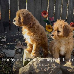 Shirley - Red female Cavapoo puppy in Maple Grove, Minnesota from Honey Bit Kennels