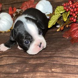 Boston Terrier Puppies from Baldwins Boston Terriers