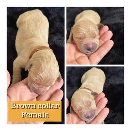 Brown - Golden female Golden Retriever puppy in Groveland, Florida from Daisy Lynn Goldens