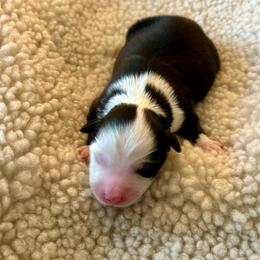 Walker - Black male Toy Australian Shepherd puppy in Bristow, Iowa from Pine Ridge Toy and Mini Aussies