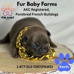 Kevin - Blue fawn male French Bulldog puppy in Michigan from Fur Baby Farms