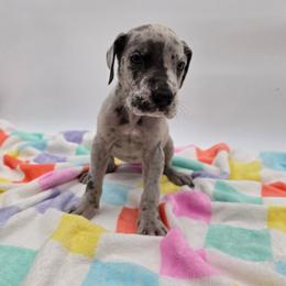 Piper - Merle female Great Dane puppy in Kannapolis, North Carolina from Carolina Great Danes & Toy Poodles