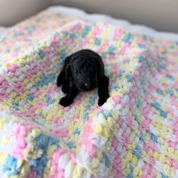 Brown Collar Girl - Black female Goldendoodle puppy in Lenoir City, Tennessee from Niya’s Doodles