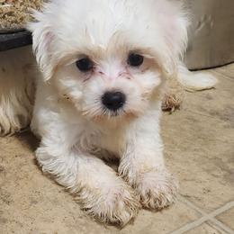 Mal-Shi, Maltese, and Shih Tzu Puppies from Natalie's Happy Fur Paw Shih-Tzues and More