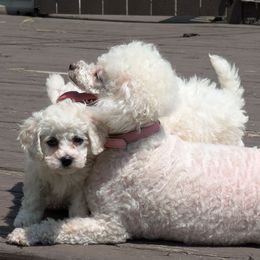 Boy 1 - White male Bichon Frise puppy in Holt, Michigan from JMs Bichons
