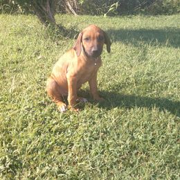 Missy - Rd whtn blk nose female Rhodesian Ridgeback puppy in Carney, Oklahoma from River Run Parson Russell terriers & River Run Ridgebacks