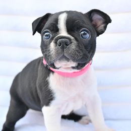 Tilleigh (Pinky) - Seal brindle and white female Boston Terrier puppy in Plymouth, New Hampshire from Punk Kennels