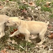 Squirt - Yellow Black Mouth Cur puppy in Warsaw, Missouri from Heritage Cow Dogs
