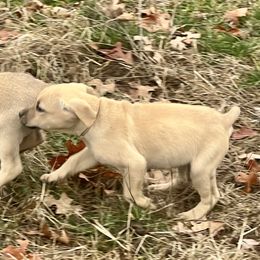 Squirt - Yellow Black Mouth Cur puppy in Warsaw, Missouri from Heritage Cow Dogs