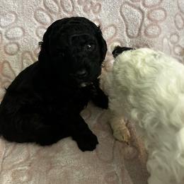 Augustus - Silver male Poodle puppy in Berkeley, California from Poodle Parade