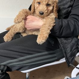 Goldendoodle Puppies from Dream Lake Doodles