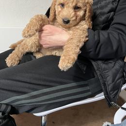 Goldendoodle Puppies from Dream Lake Doodles