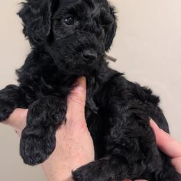 Beige Boy - black abstract - Black male Whoodle puppy in Kalispell, Montana from Countryman Whoodles