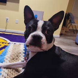 Denver - Boston Terrier