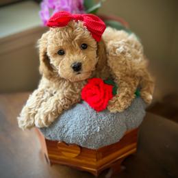 Cherry - female Cavapoochon puppy in Waldron, Arkansas from Kay’s Cutie Poos