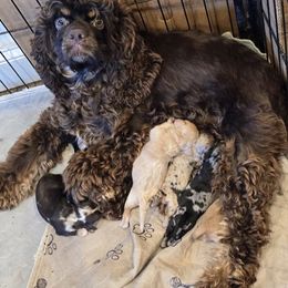 Patsy - Cocker Spaniel