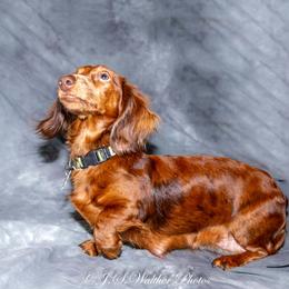 Sandy - Dachshund