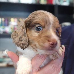 Chocolate dapple piebald - Chocolate male Dachshund puppy in Port Charlotte, Florida from Vicki's Dachshund Crossing